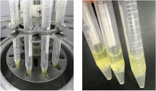黃曲霉毒素M1的檢測 黃曲霉毒素M1的檢測