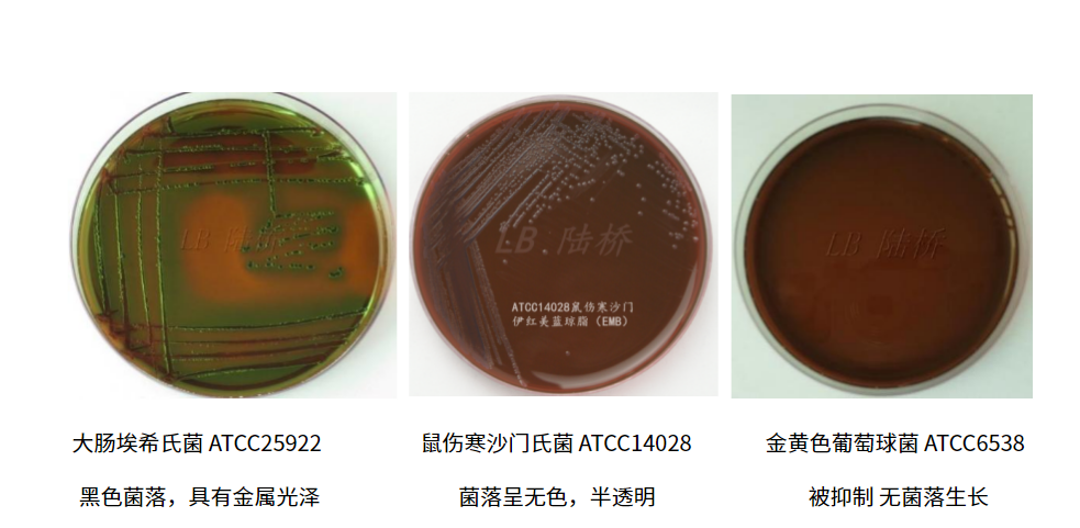 大腸埃希氏菌的選擇性分離培養(yǎng)基——伊紅美藍(lán)瓊脂(EMB) 大腸埃希氏菌的選擇性分離培養(yǎng)基——伊紅美藍(lán)瓊脂(EMB)
