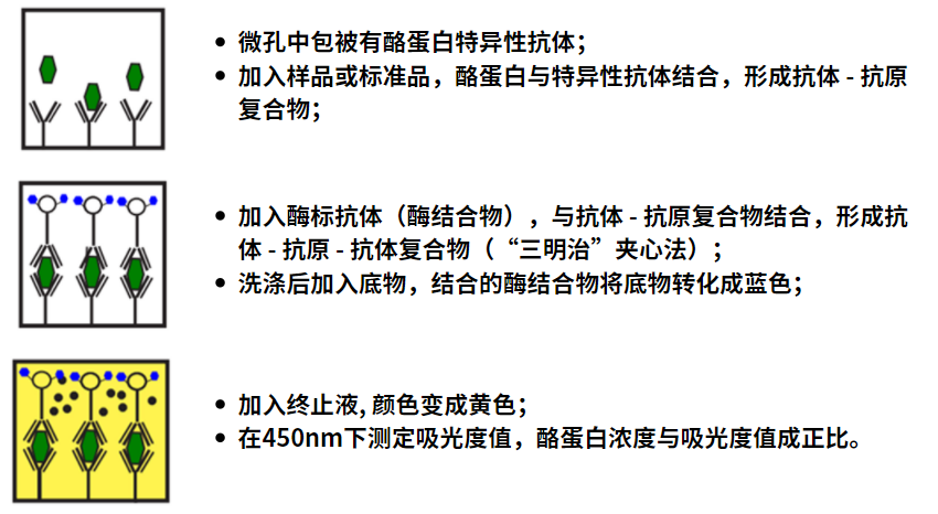 牛奶酪蛋白的檢測(cè) 牛奶酪蛋白的檢測(cè)