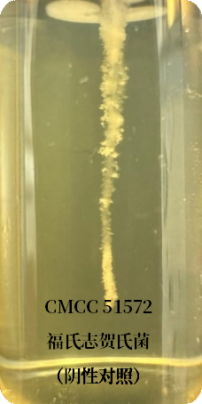 誰是芽胞桿菌中的“運(yùn)動健將”？