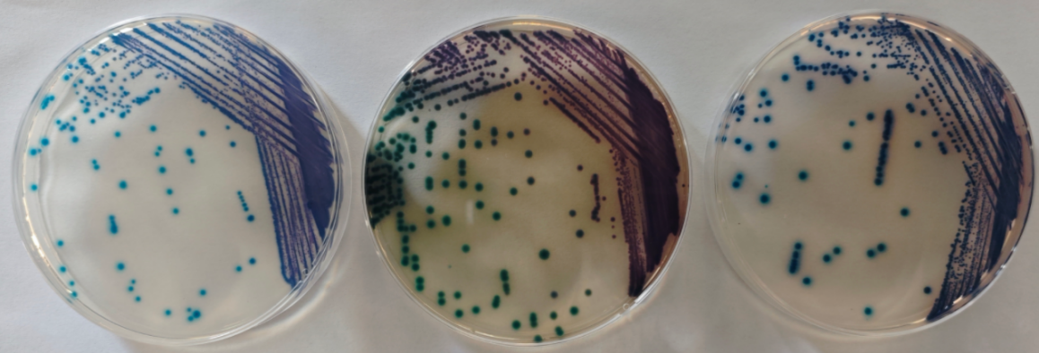 沙門檢測(cè)新助手—沙門氏+顯色培養(yǎng)基