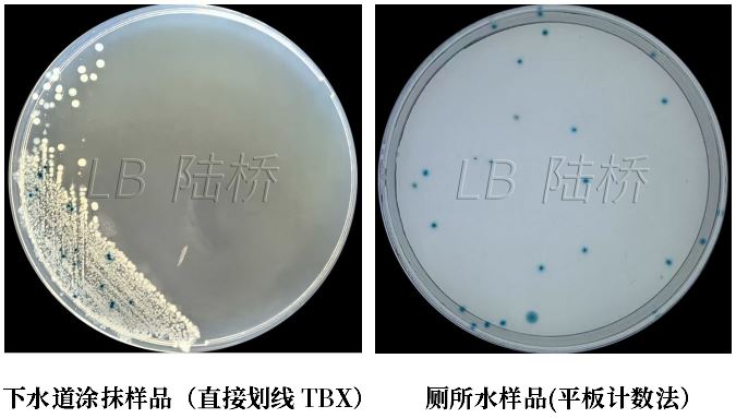 GB 4789.38－2025《食品安全國家標準　食品微生物學檢驗　大腸埃希氏菌計數(shù)》解讀